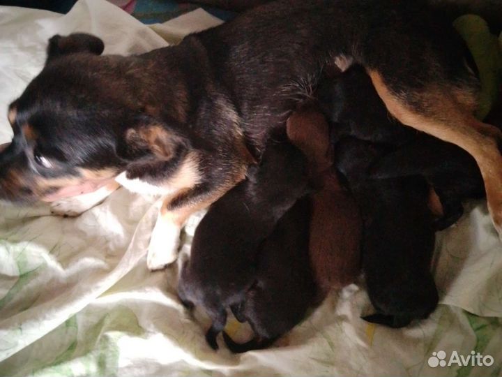 Отдам бесплатно щенят