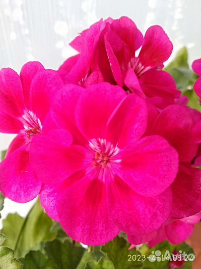 Пеларгонии сортовые