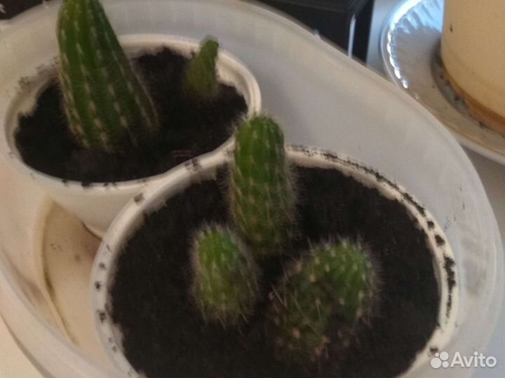 Кактус.Эхинопсис. Фиалки