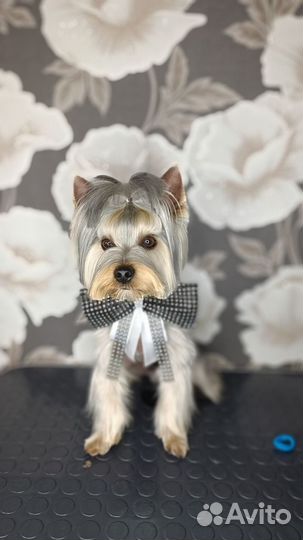 Стрижка собак