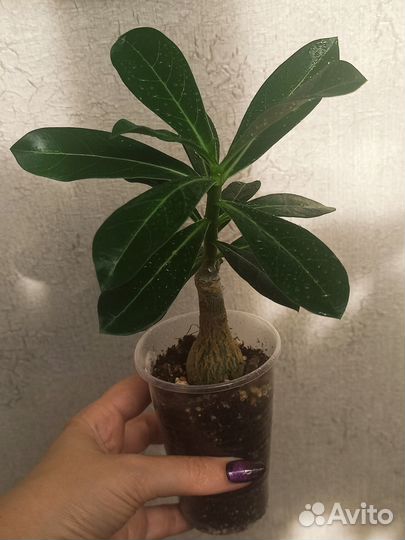 Привитый адениум Changing Fackes