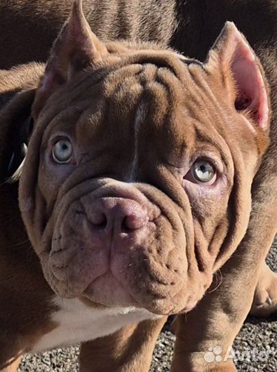 Американский булли микро покет