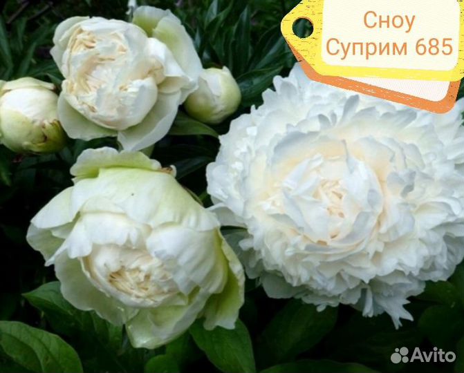 Пионы сортовые 2