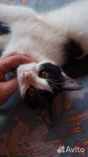 Отдам бесплатно животные