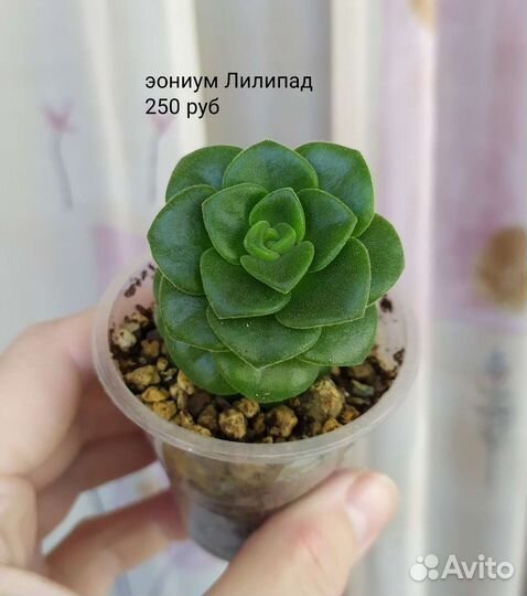 Эониум, суккуленты