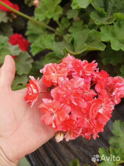 Пеларгония юв Феникс