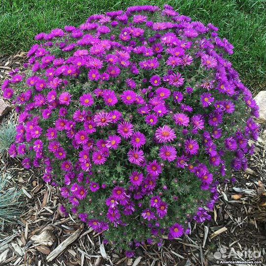 Медуница, астра