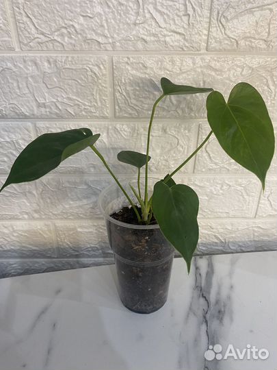 Антуриум ванилла