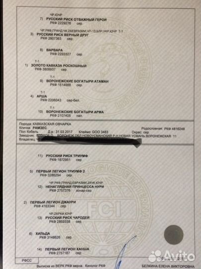 Кавказская овчарка