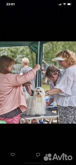 Собака для съемок в кино, рекламе, фотосессий