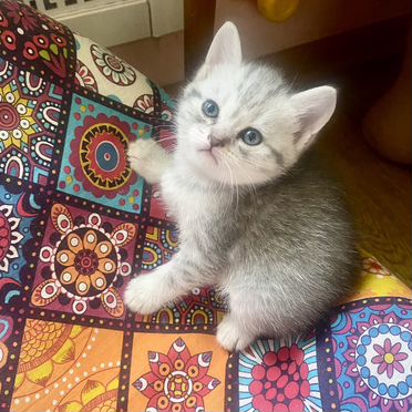 Шотландский вислоухий короткошёрстный котёнок