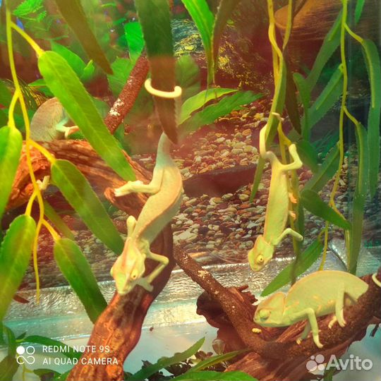 Йеменский хамелеон, террариумы