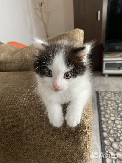 Котята