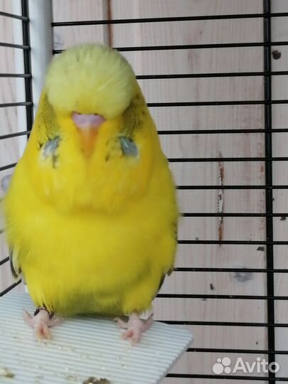 Выставочный волнистый попугай