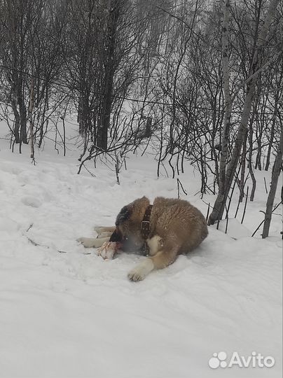 Кавказская овчарка в добрые руки