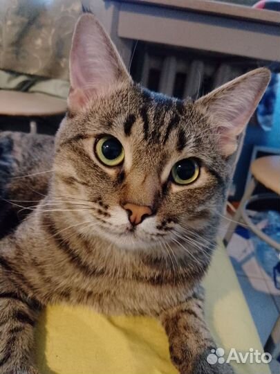 Кот Лео