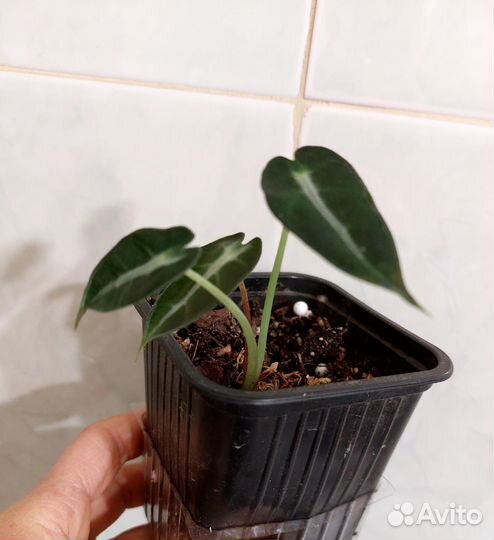 Алоказия Бамбино