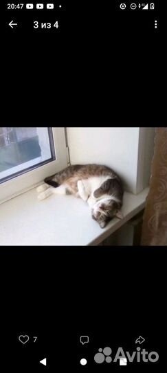 Кошки в добрые руки