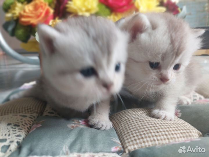 Шотландская шиншилла