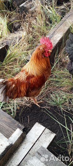 Молодые петухи