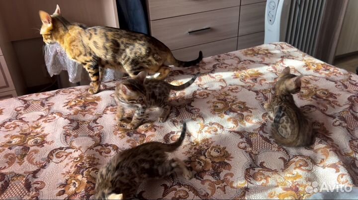 Бенгальские котята