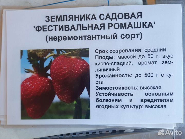 Саженцы ремонтантной клубники