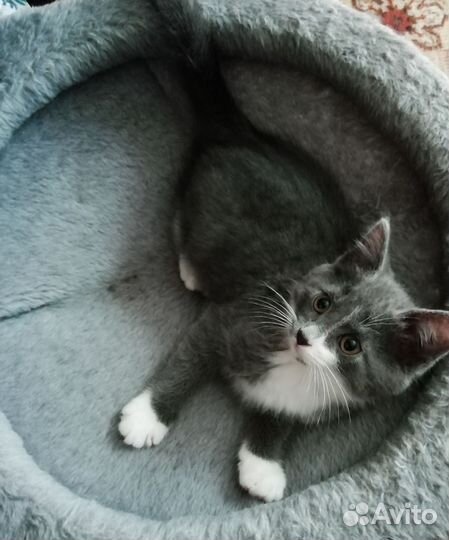 Отдам котят в добрые руки