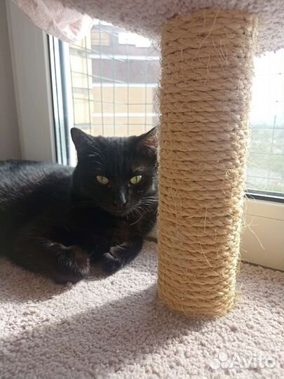 Котенок девочка Баги