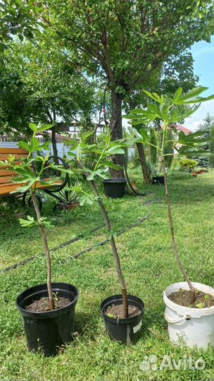 Саженцы инжира