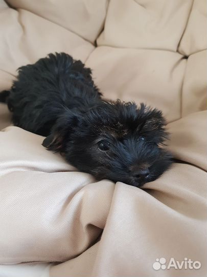 Йоркширский терьер