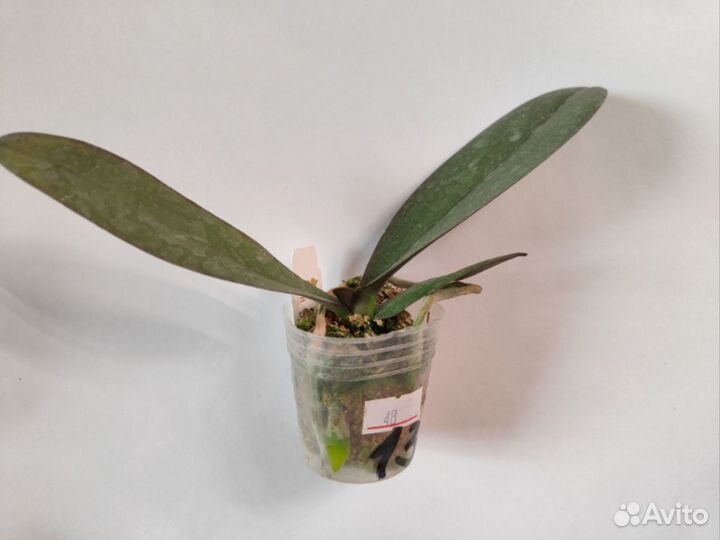 Орхидея фаленопсис пелор Abel нск