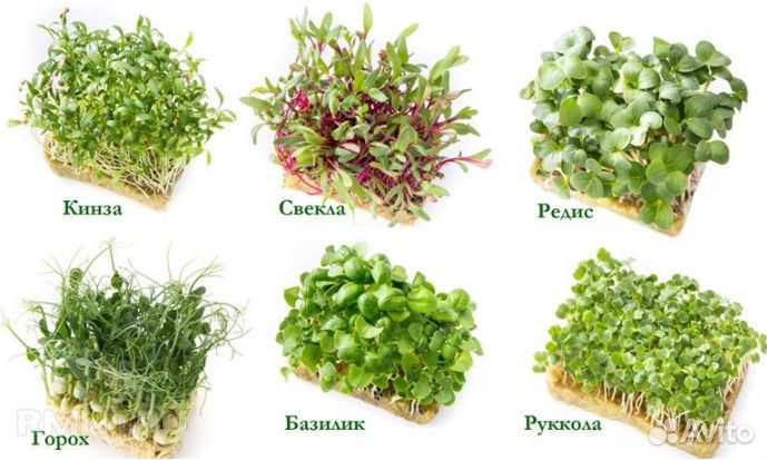 Микрозелень