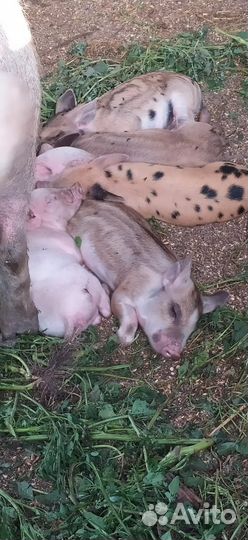 Поросята