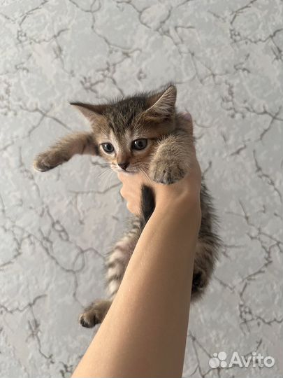 Котята в добрые руки даром