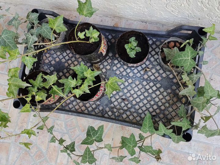 Плющ сортовой саженцы и отрезы 40-80см