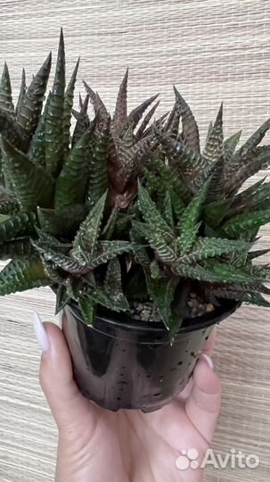 Хавортия, суккуленты