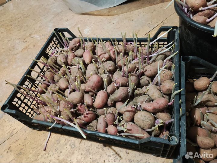 Картофель на посадку