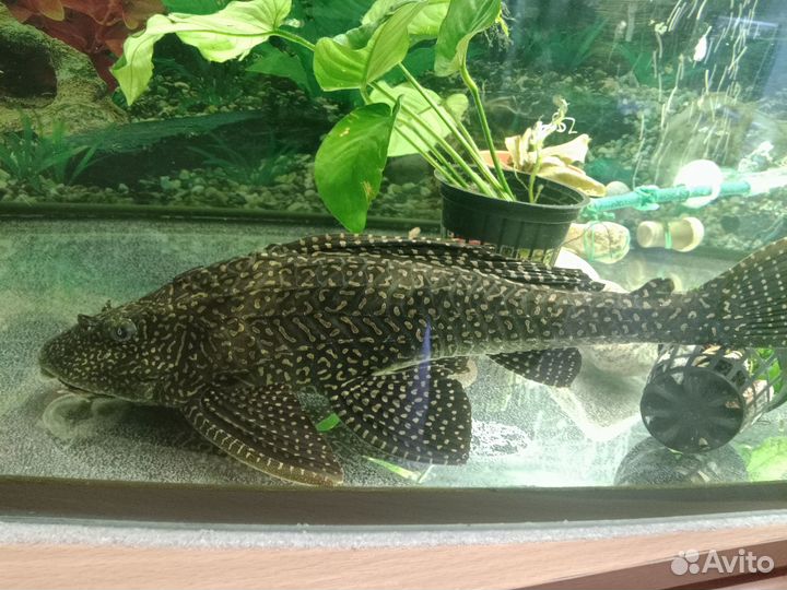 Птеригоплихт (Парчовый сом)