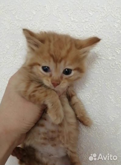 Котенок мальчик 2 месяца