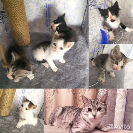 Британские котята
