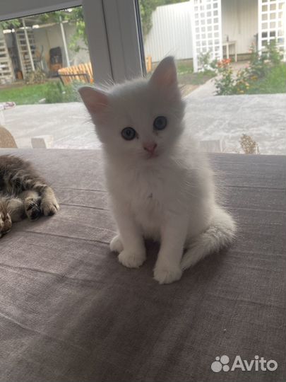 Котята в добрые руки даром