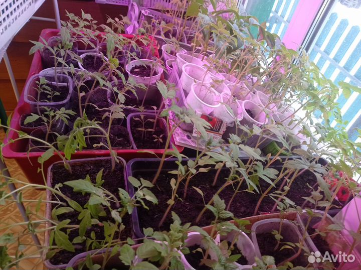 Рассада помидор и перцев