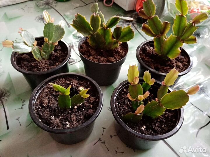 Декабрист шлюмбергера