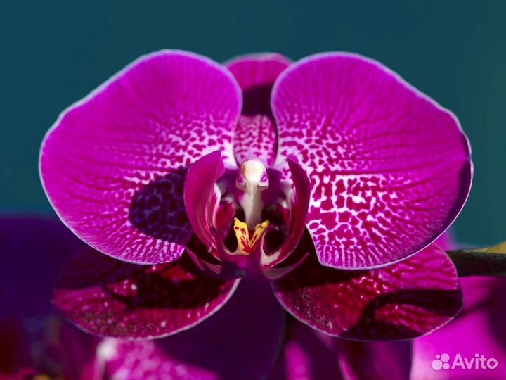 Орхидея