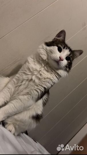 Кот ищет дом