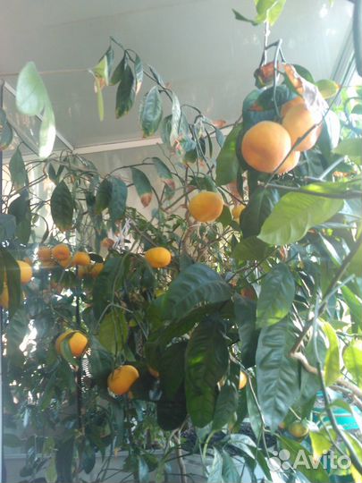 Привитые цитрусы