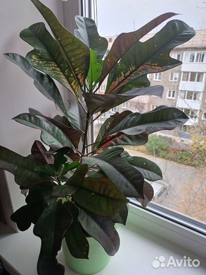 Кротон Вилма