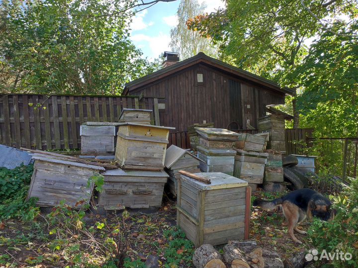 Улей (несколько штук)