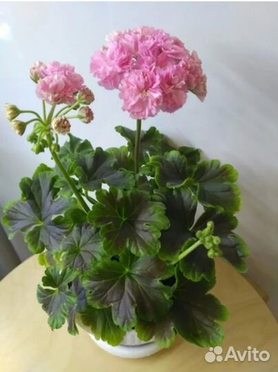 Пеларгония Odensjo Made in Sweden