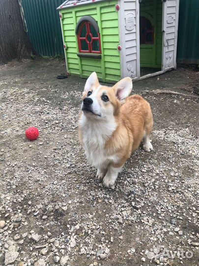 Вельш корги пемброк